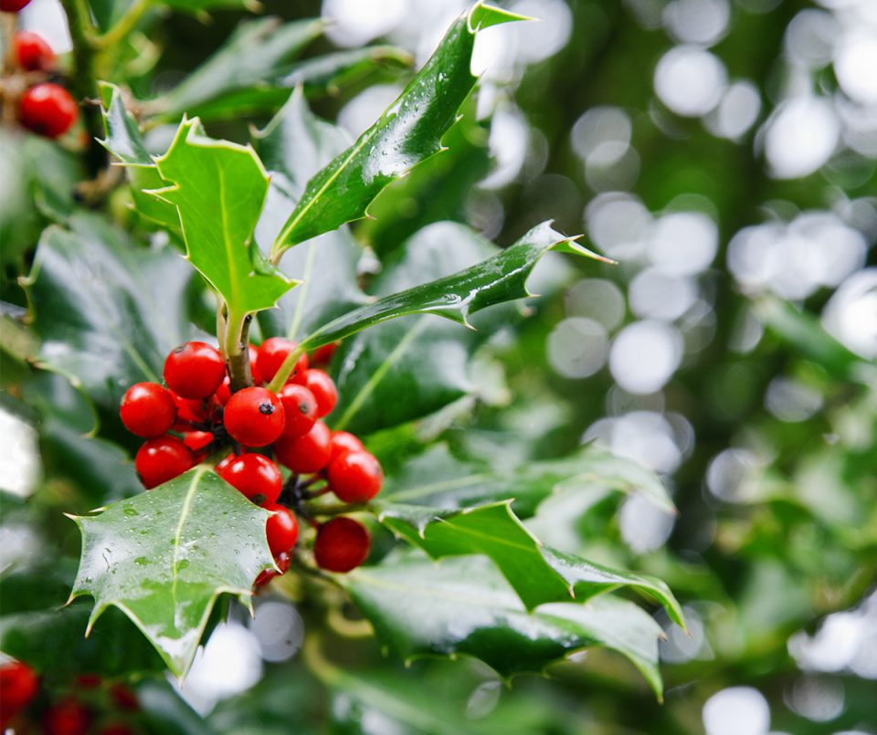 Christmas Traditions in Ireland