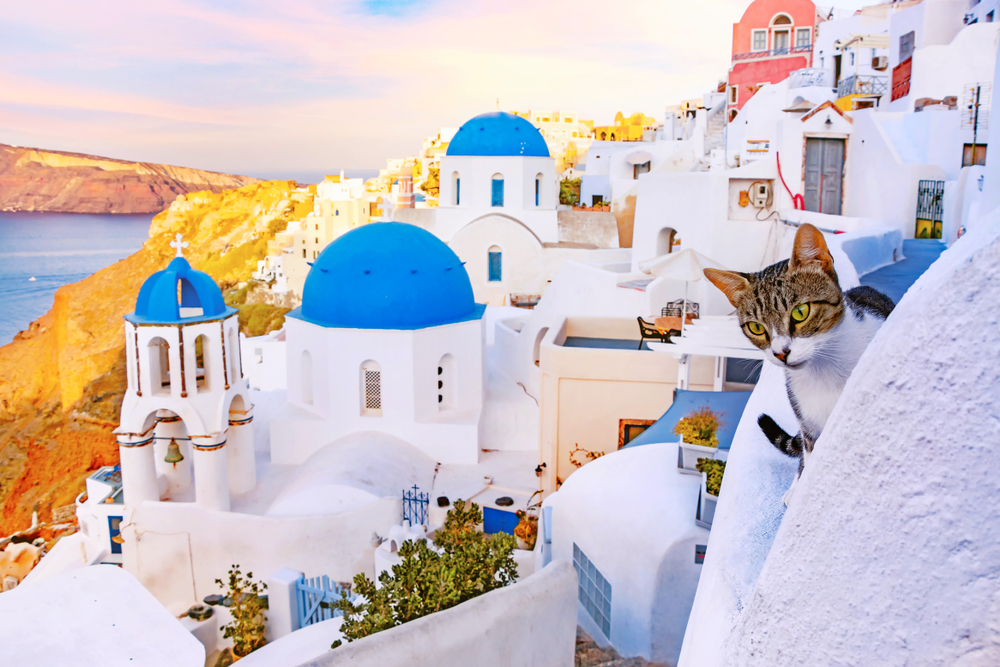 curious cat looking over the edge of a Santorini building - Little Passports photo gallery