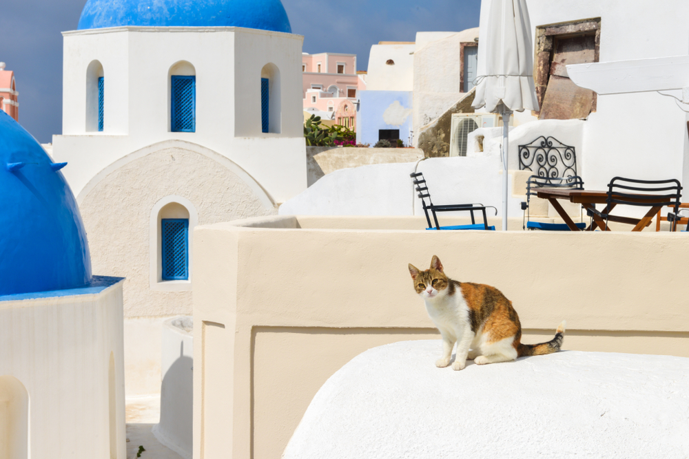brown and white cat sitting on a Santorini building - Little Passports photo gallery