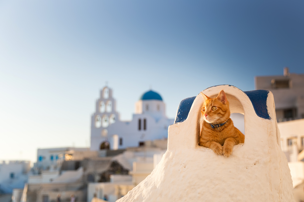 orange tabby cat resting in a nook in Santorini - Little Passports photo gallery