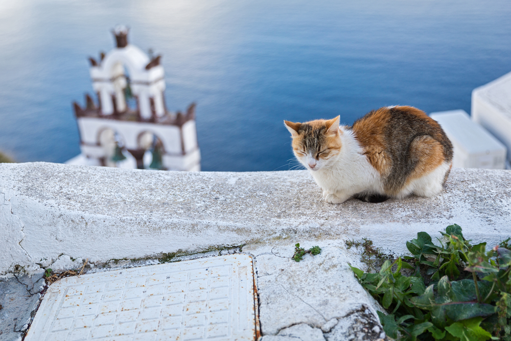 orange, brown, and white cat napping on a ledge in Santorini - Little Passports photo gallery