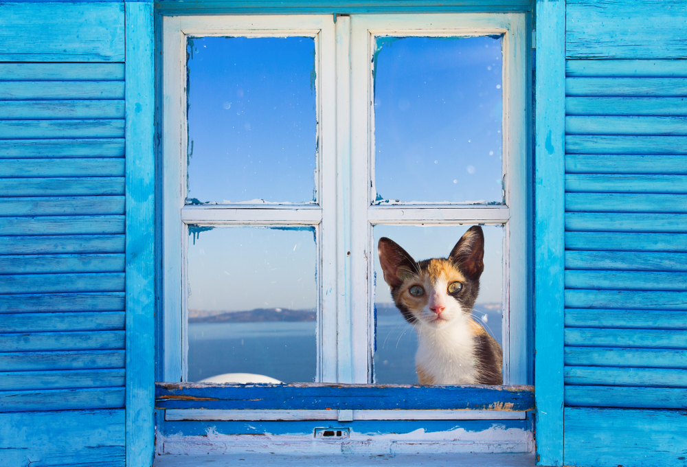 big-eared cat looking through a window of a Santorini home - Little Passports photo gallery
