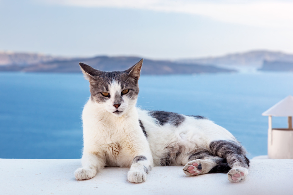 grey and white cat relaxing on a ledge in Santorini - Little Passports photo gallery