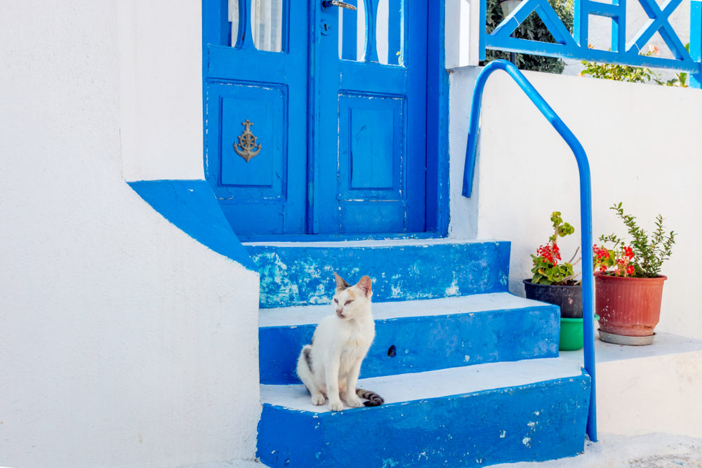 white cat sitting on bright blue steps of a Santorini home - Little Passports photo gallery