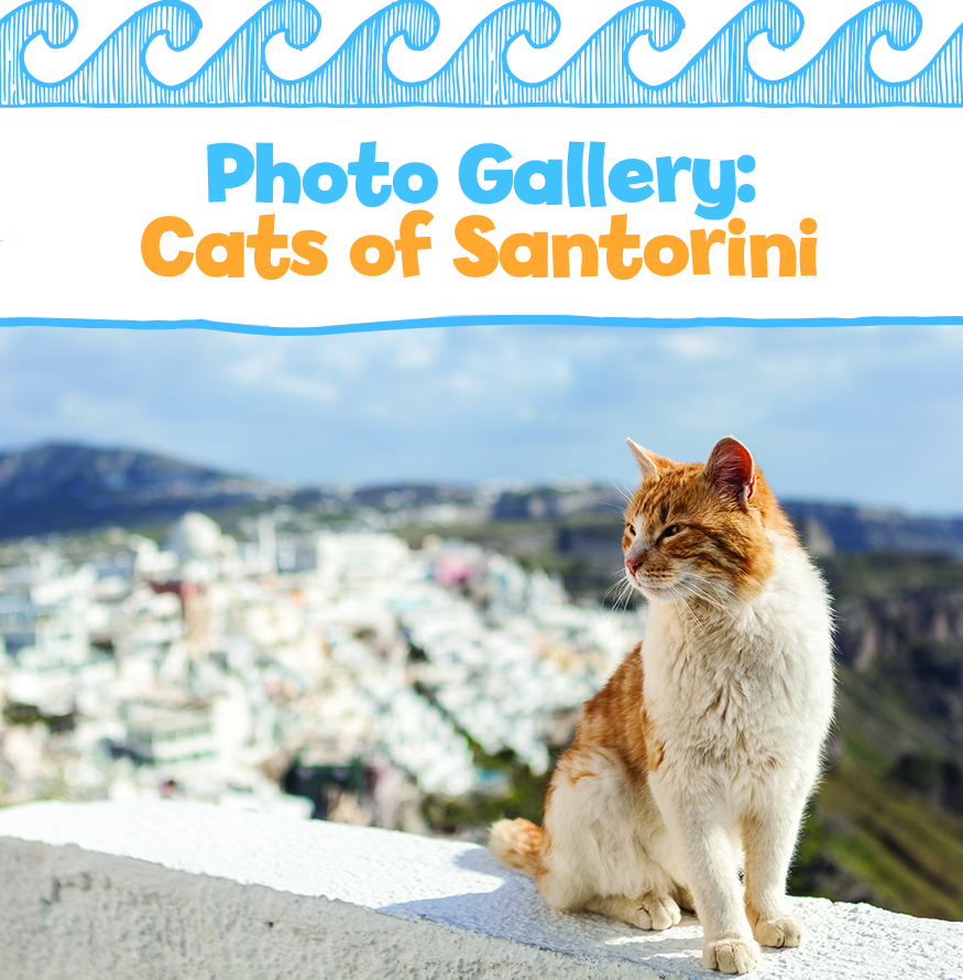 Photo Gallery: Cats of Santorini