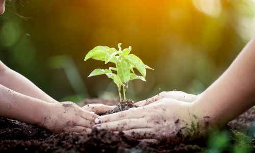 Serve your community by planting trees at your home or in community gardens