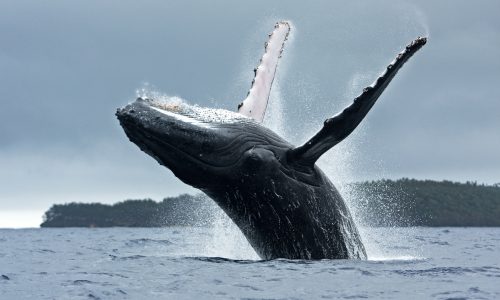 Learn how whales help the Earth thrive with Little Passports