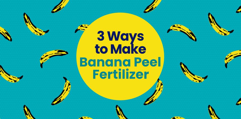 Three Ways to Make Banana Peel Fertilizer