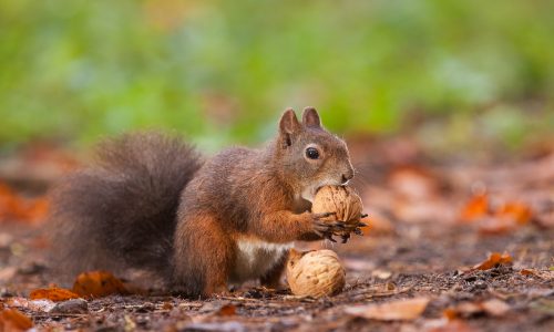 Learn how squirrels help the Earth thrive with Little Passports