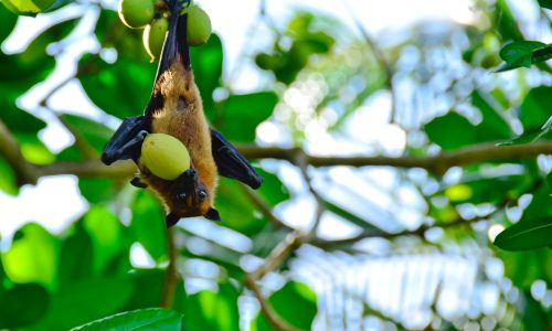 Learn how bats help the Earth thrive with Little Passports