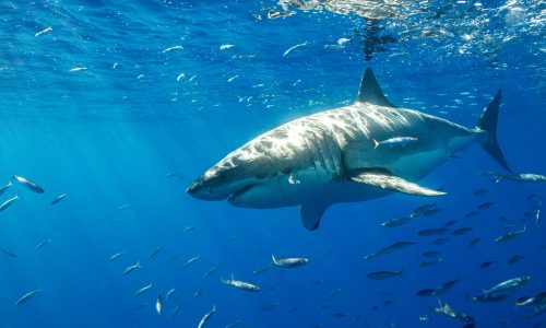 Learn how sharks help the Earth thrive with Little Passports