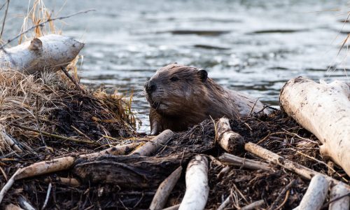 Learn how beavers help the Earth thrive with Little Passports
