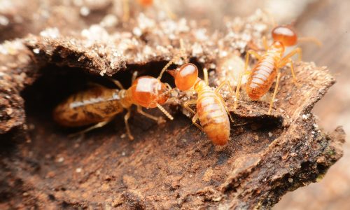 Learn how termites help the Earth thrive with Little Passports