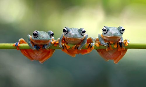 Learn how frogs help the Earth thrive with Little Passports