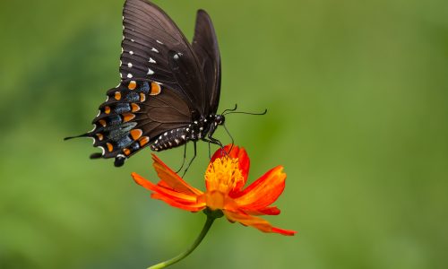 Learn how butterflies help the Earth thrive with Little Passports