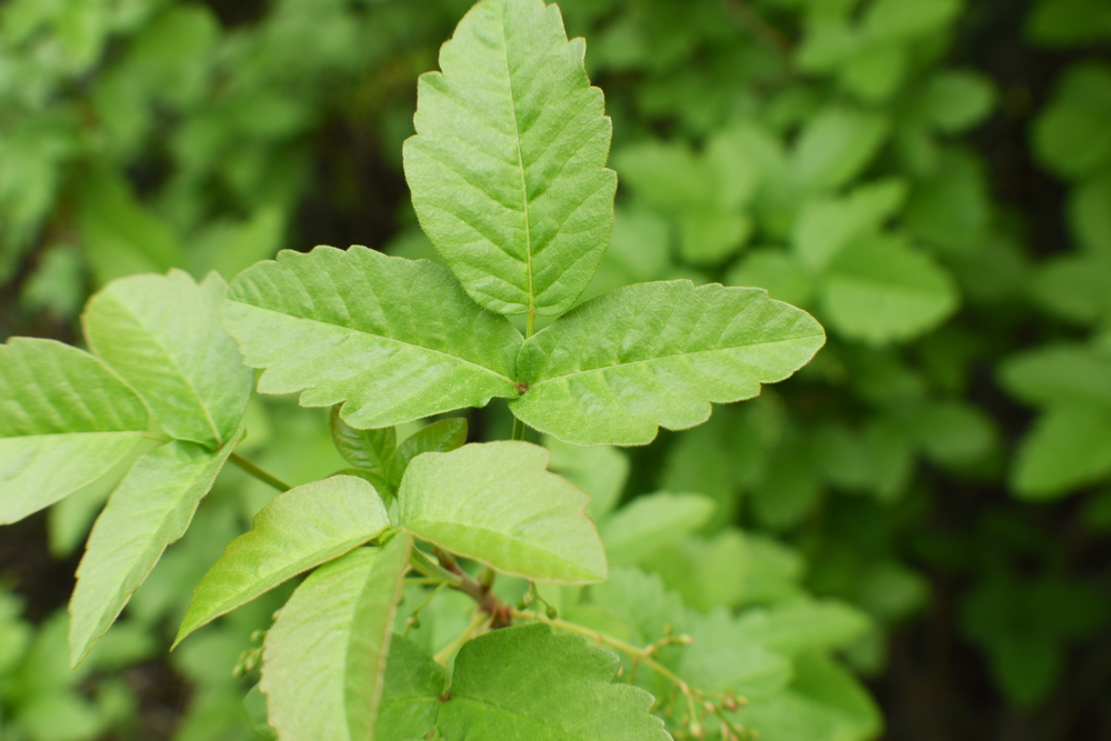 What to do if you touch poison oak while camping; advice from Little Passports