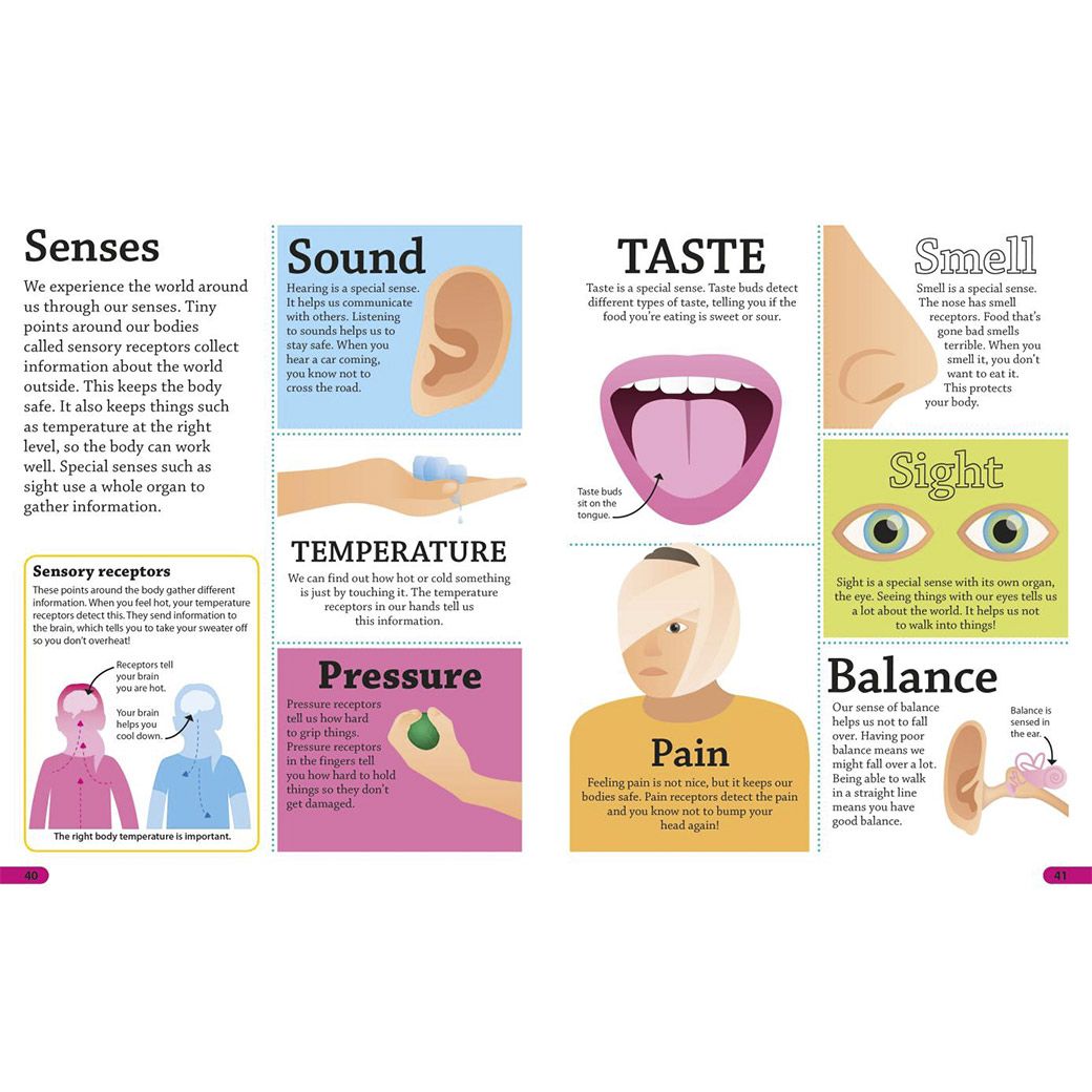 DKfindout! Human Body - page view 2