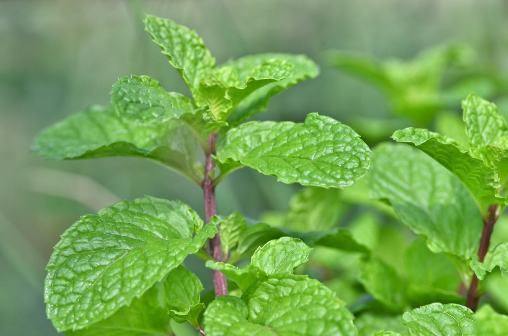 Use mint leaves to relieve itchy bug bites; advice from Little Passports