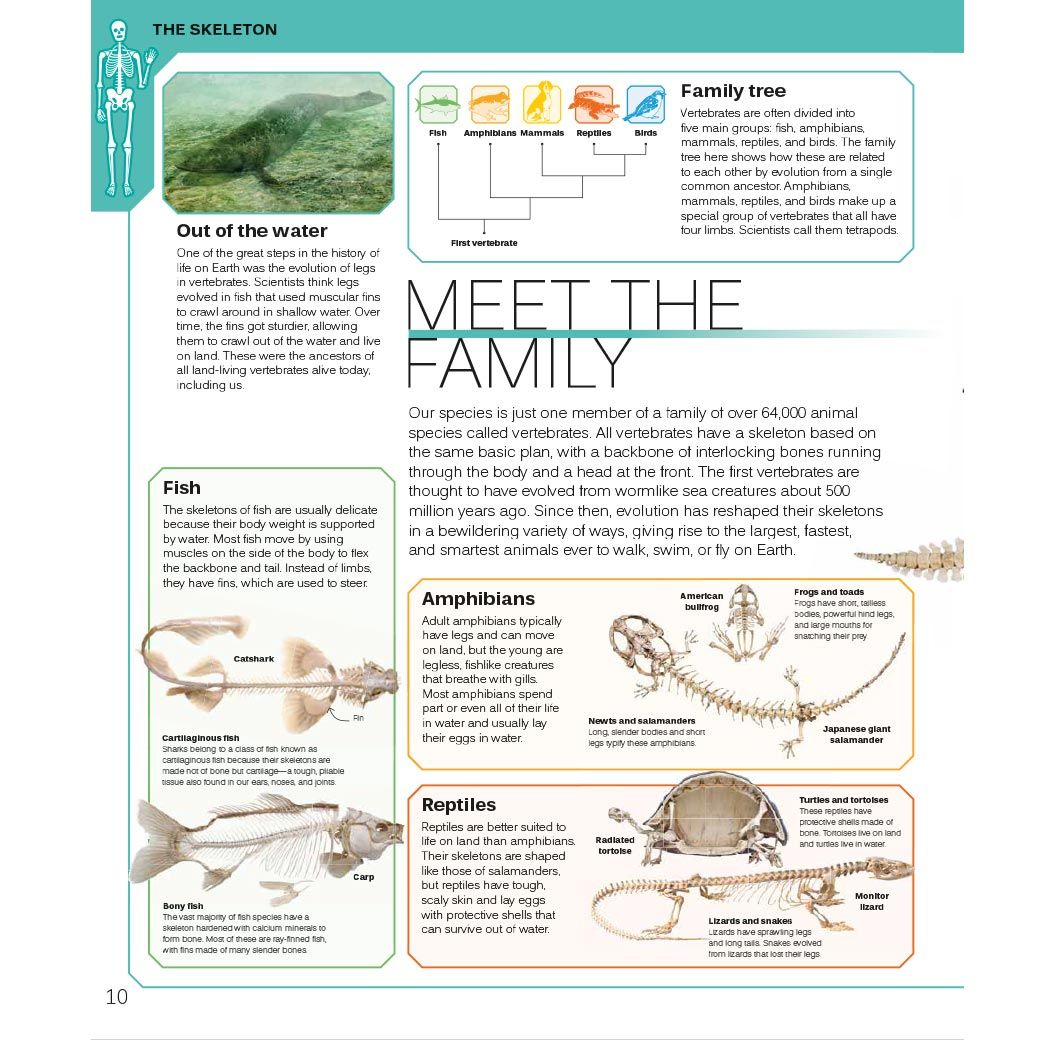 The Skeleton Book - page view 2