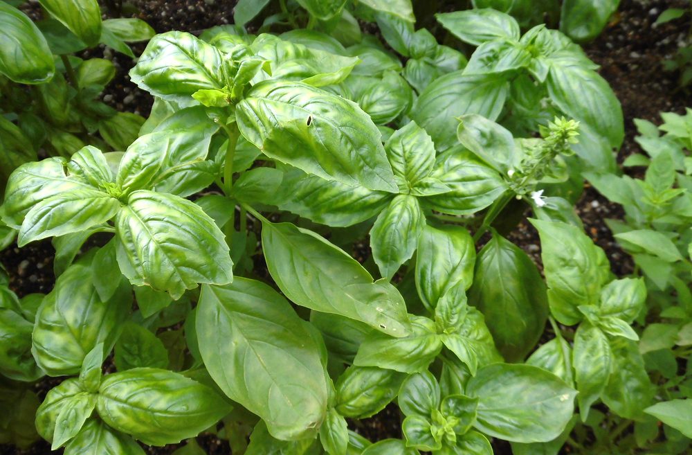 Use basil leaves to relieve itchy bug bites; advice from Little Passports