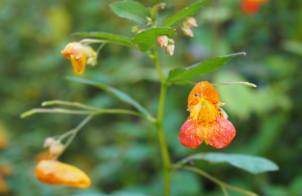 Use jewelweed to relieve a rash from poison ivy; advice from Little Passports