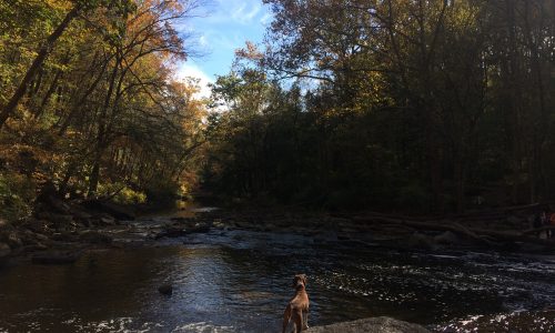 Hike this kid-friendly trail at Wissahickon Valley Park