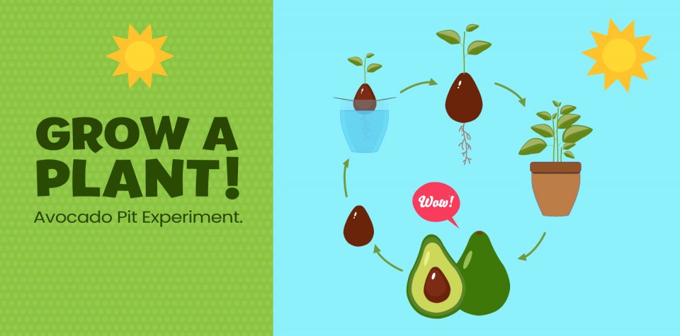 Grow an avocado seed with this experiment from Little Passports