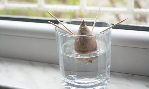 Plant an avocado seed with Little Passports