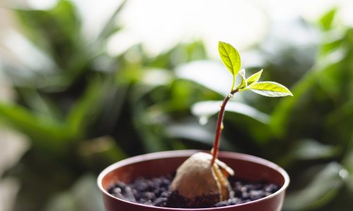 Plant an avocado seed with Little Passports