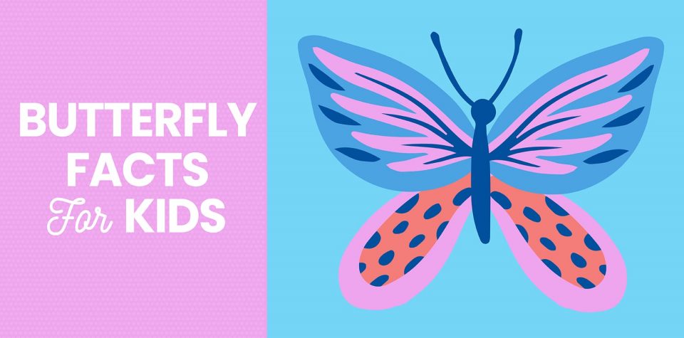 Butterfly facts for kids from Little Passports