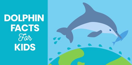 Dolphin facts for kids from Little Passports