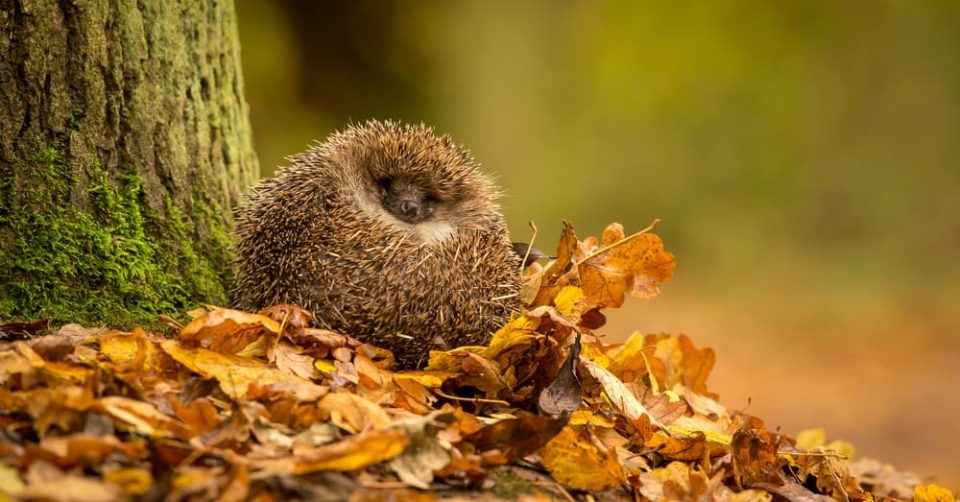 37 Hedgehog Facts for Kids Little Passports