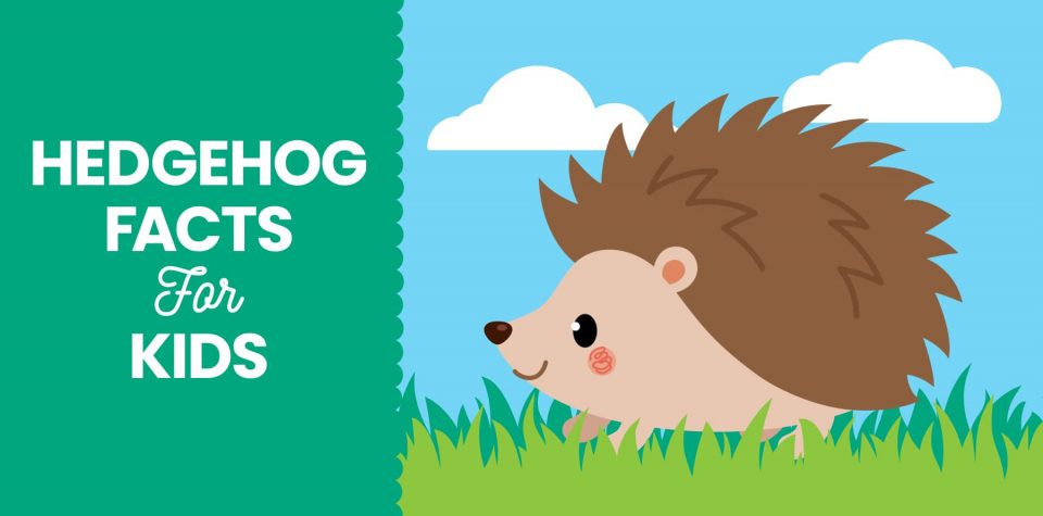 Hedgehog facts for kids from Little Passports