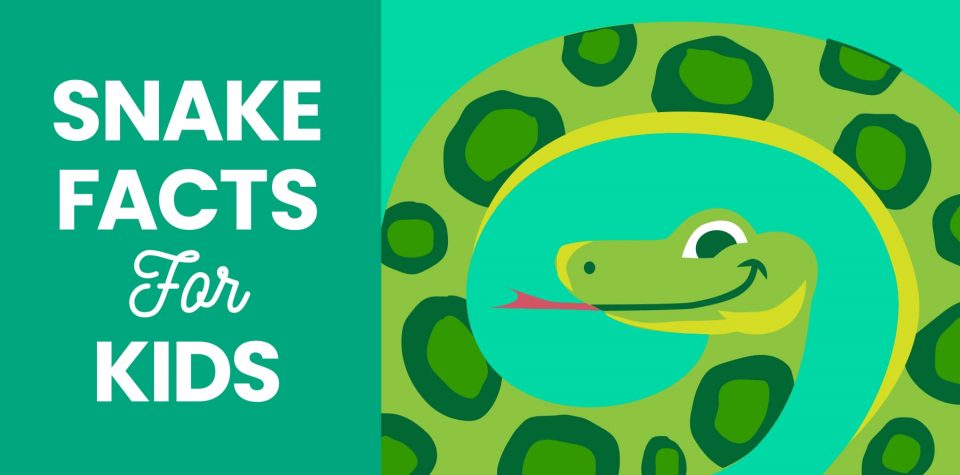 33 Snake Facts for Kids - Little Passports