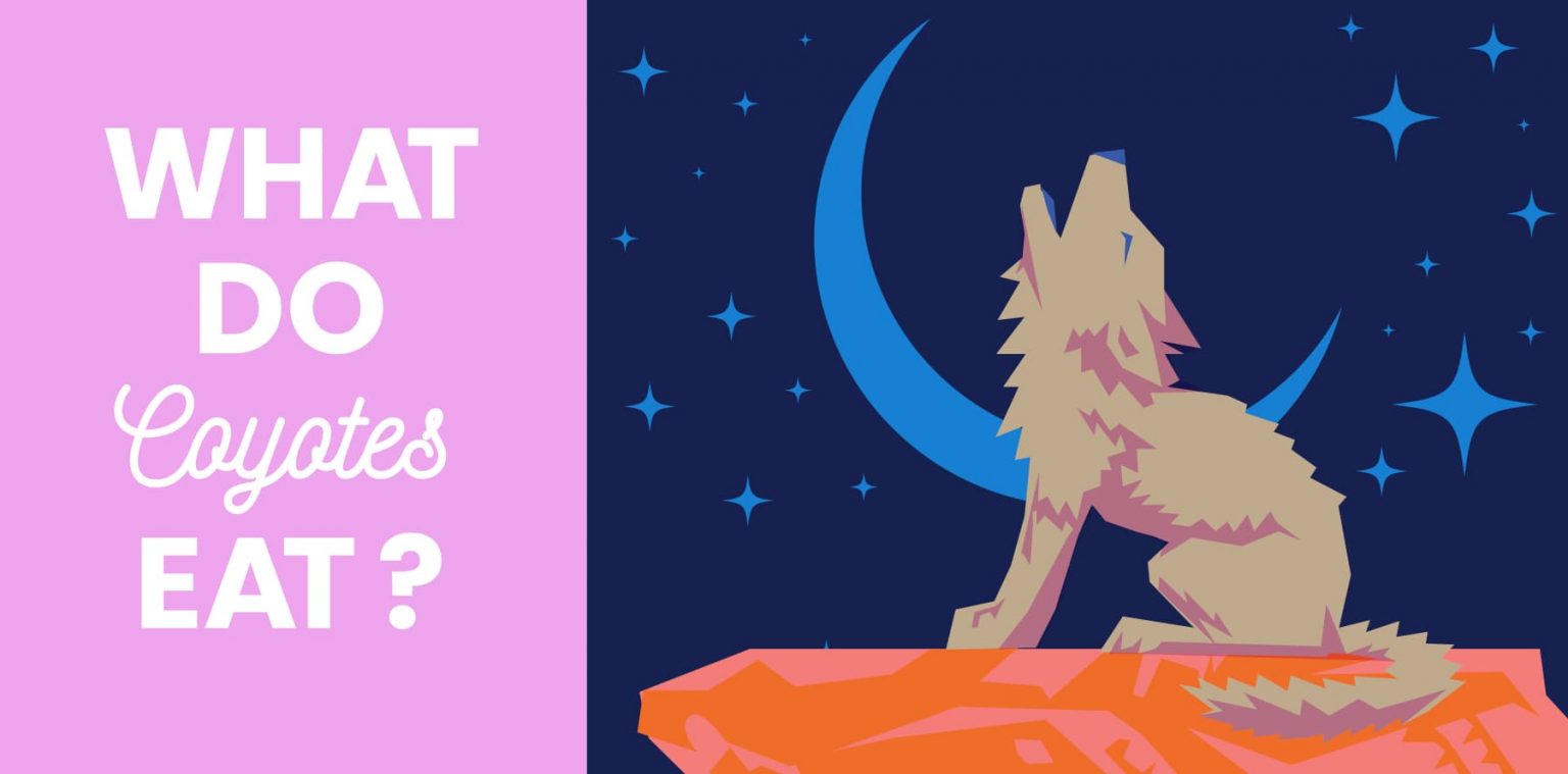 What Do Coyotes Eat? Coyote Facts from Little Passports