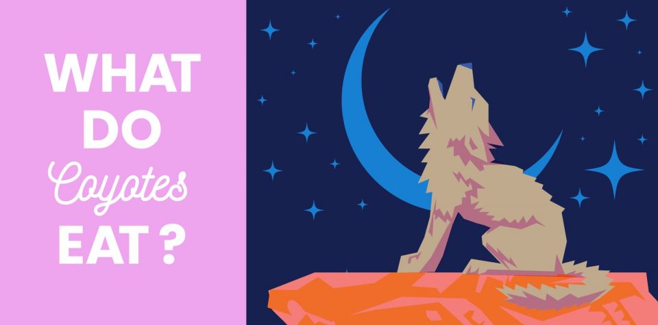 What Do Coyotes Eat?