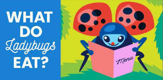 What Do Ladybugs Eat? from Little Passports