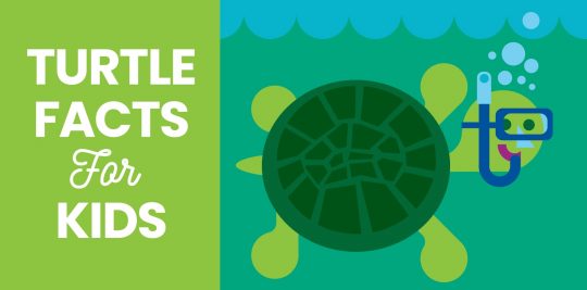 Illustration of swimming sea turtle with snorkel and turtle facts for kids text