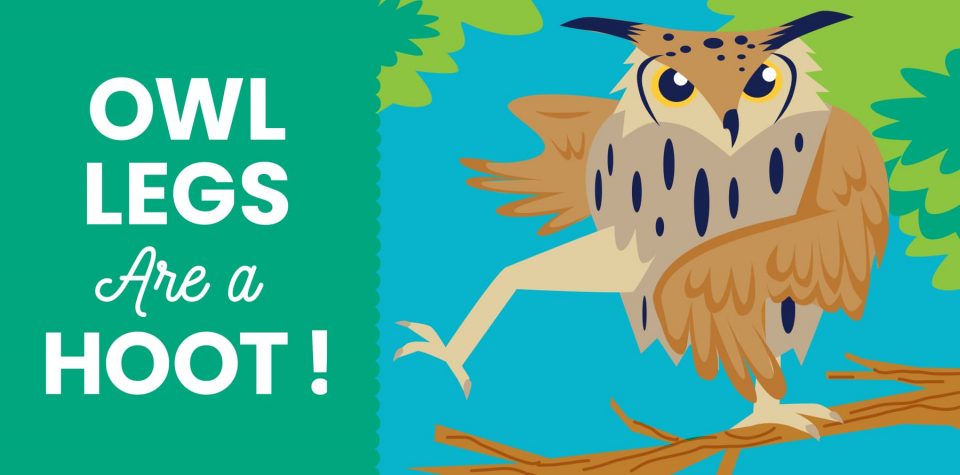 Owl legs are a hoot from Little Passports