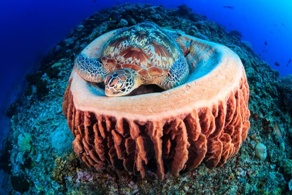 Sea turtle sleeping in barrel sponge