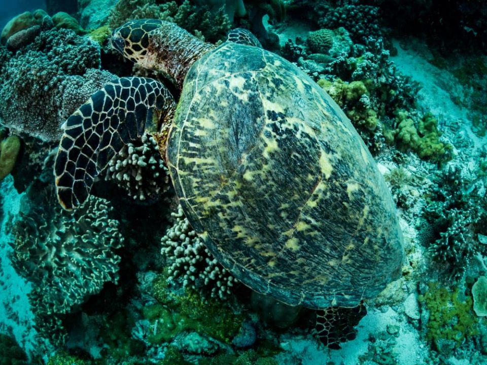 Sea turtle asleep on coral reef