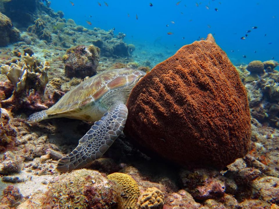 Sleeping sea turtle with head in sponge