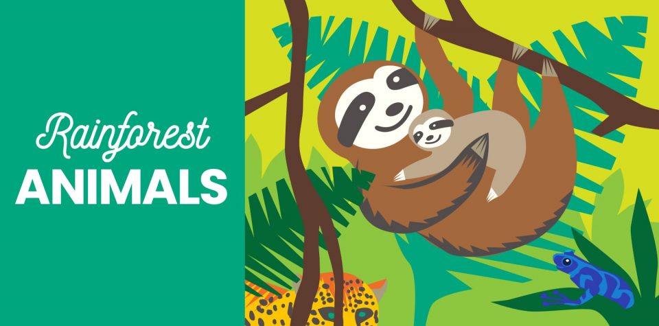 40 Rainforest Animals