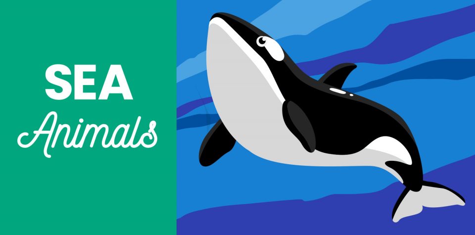 Blog header: Illustrated orca on right, text reading "sea animals" on left