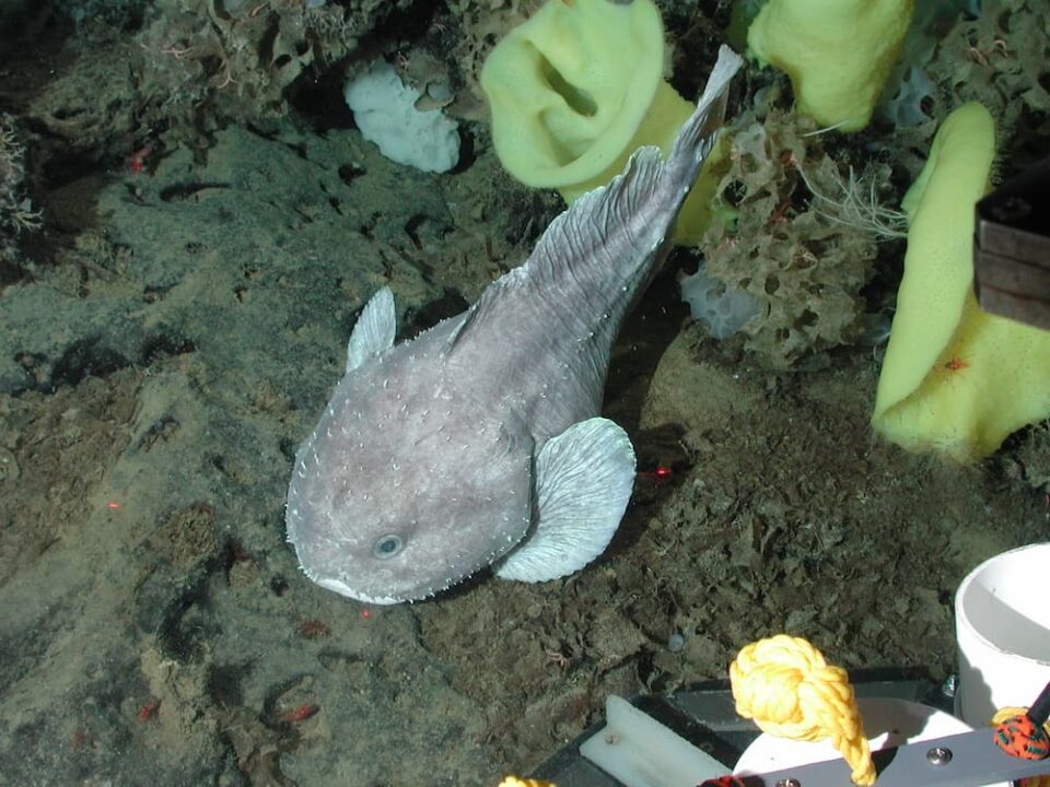 Blobfish at the Davidson Seamount off the coast of California