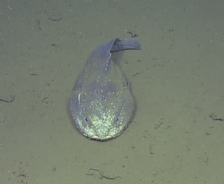 Blobfish on the bottom of the sea