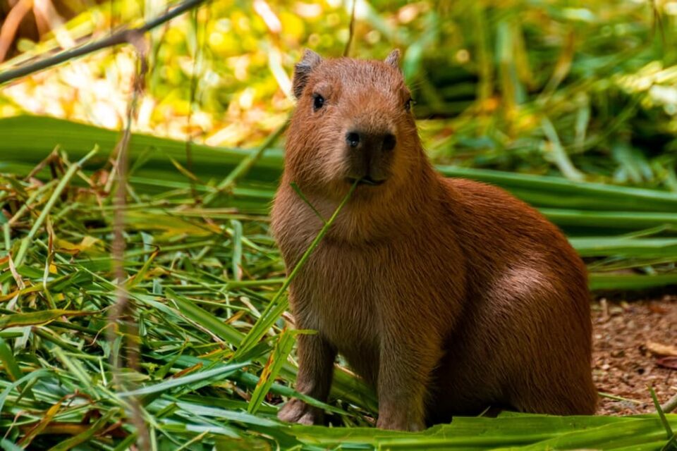 A capybara eating grass