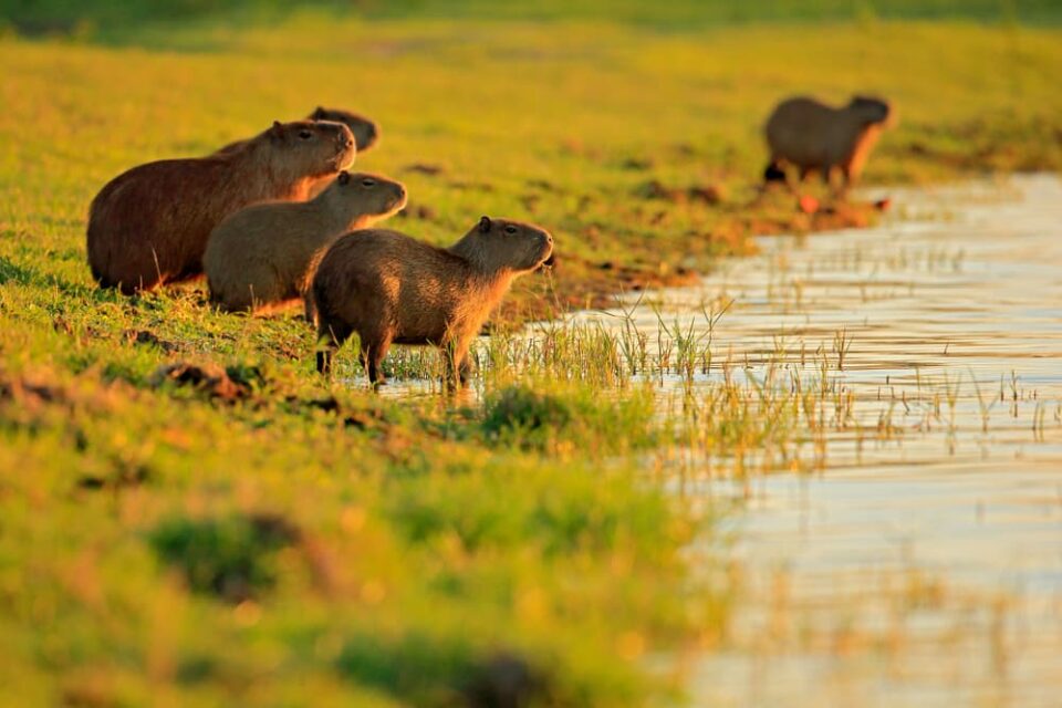 Capybara family near the water at sunset