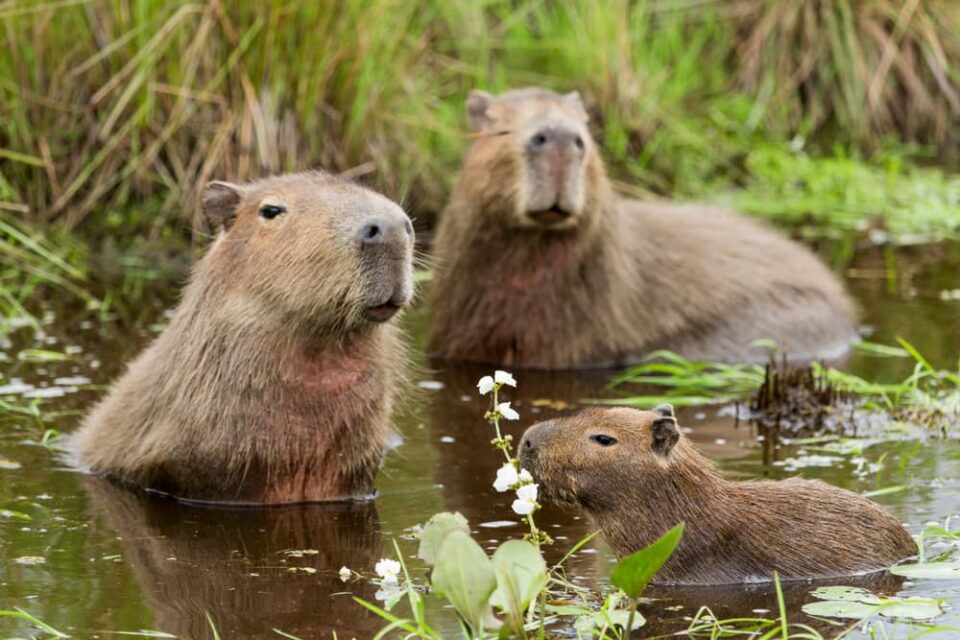 Three capybaras in the water