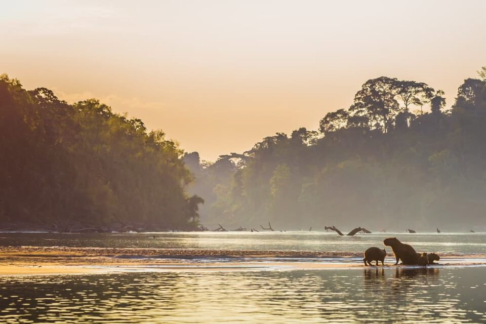 Capybaras on the shores of a river in the Amazon rainforest